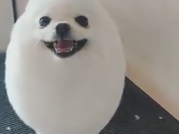 Eggdog