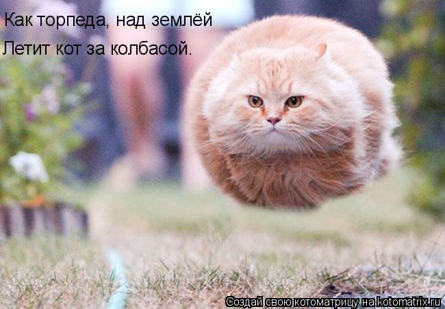 Летящий кот