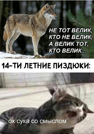 мемы с волками