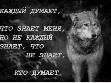Волки с цитатами мем