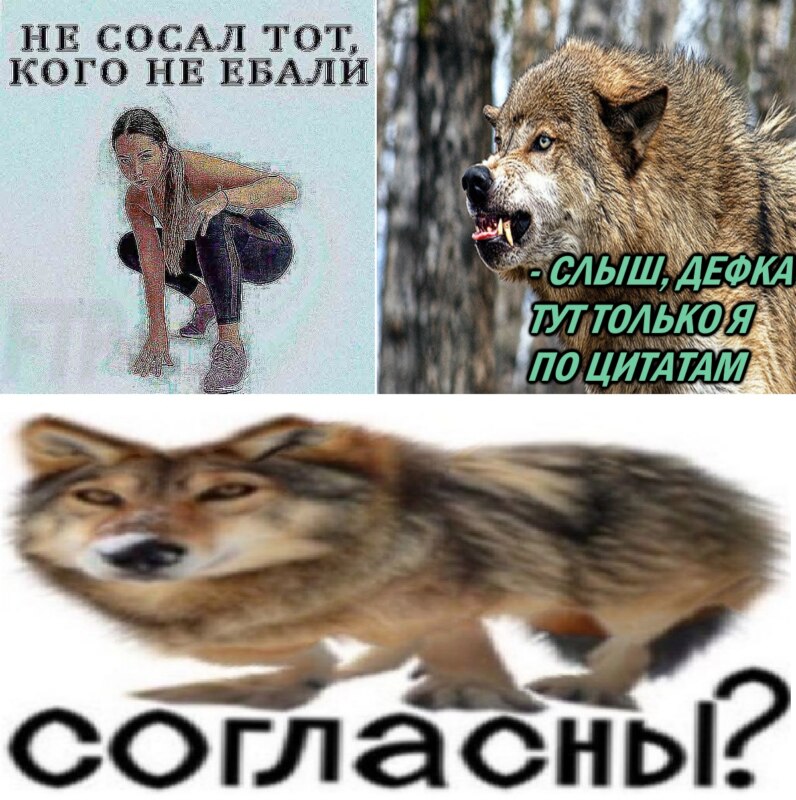 Мемы про волков с цитатами