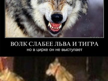Мемы про волков с цитатами
