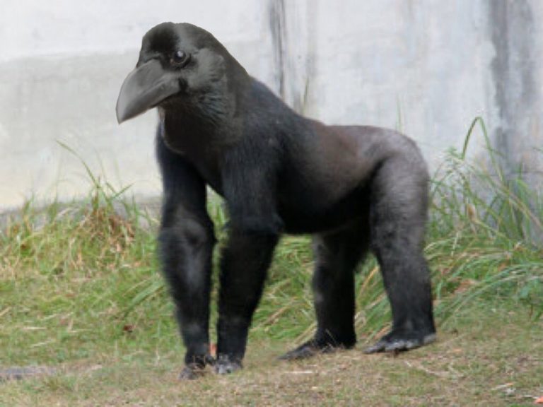 ворона горилла