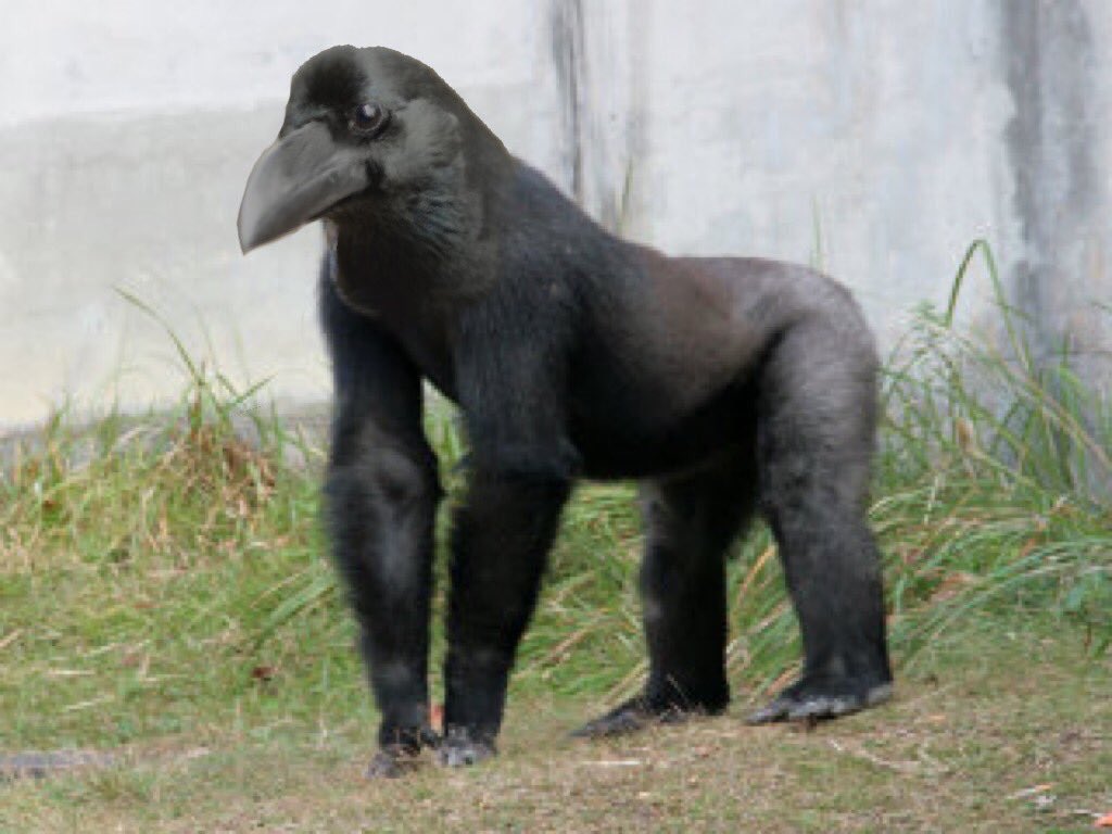 gorilla crow