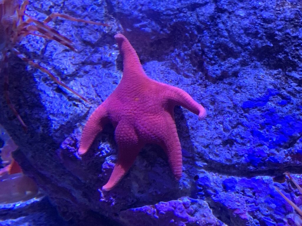 Морская звезда Патрик в реальной жизни