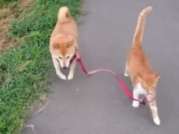 Кот выгулял собаку