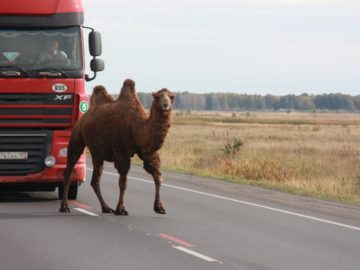 Верблюд попытался покинуть Омск
