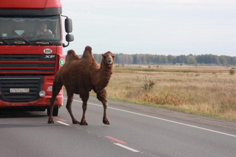 Верблюд попытался покинуть Омск