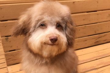 Пес с человеческим лицом