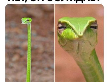 Скептическая змея