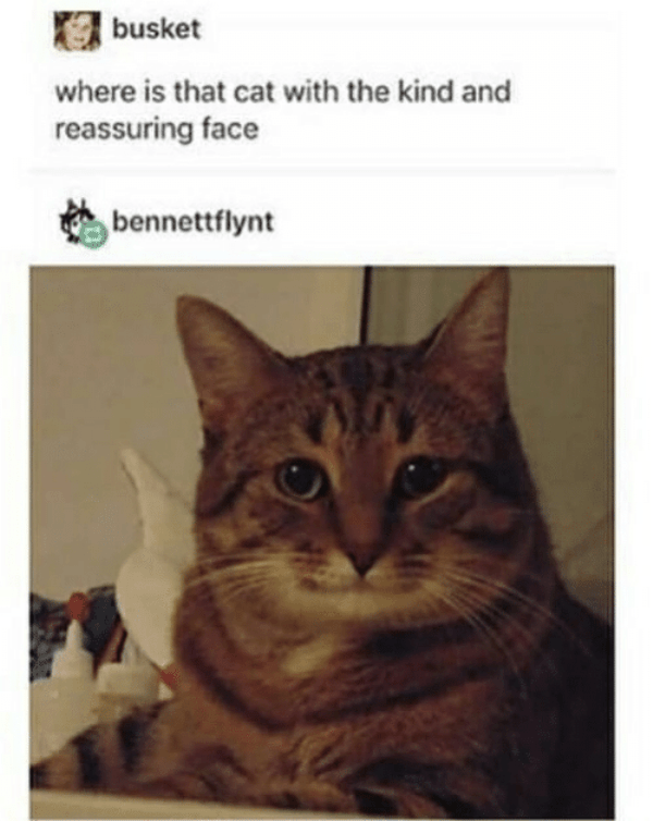 кот улыбается