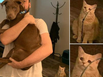 Кот смотрит на хозяина с собакой