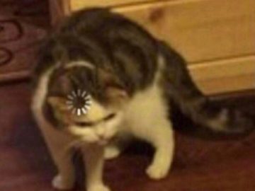 Кот грузится мем