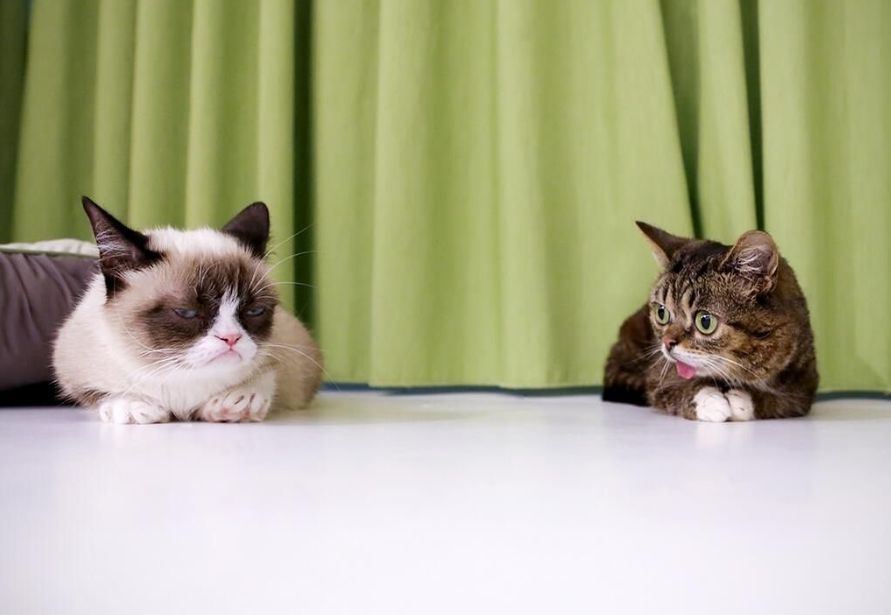 lil bub and grumpy cat