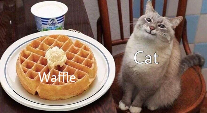 Кот с вафлями