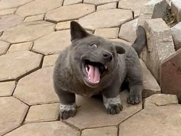 Серый щенок смешной
