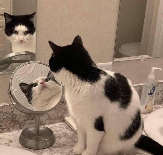 кот в двух зеркалах