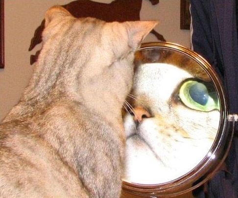 кошка в зеркале