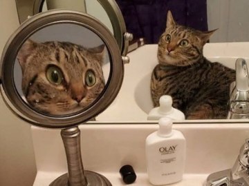 Кот увидел себя в двух зеркалах