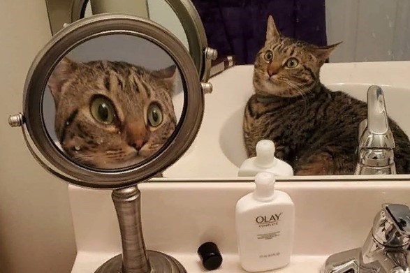 Кот увидел себя в двух зеркалах