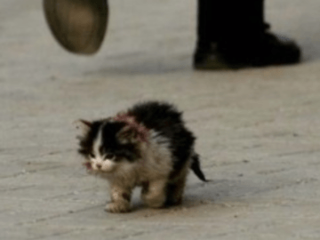 Я обязательно выживу - мем, пародирующий картинку с маленьким котенком на дороге.