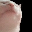 5f351988d31c5_catjam.jpg