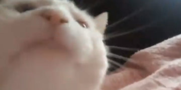 белый кот качает головой