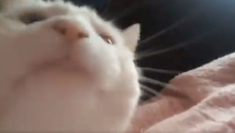 Белый кот качает головой под музыку - Memepedia