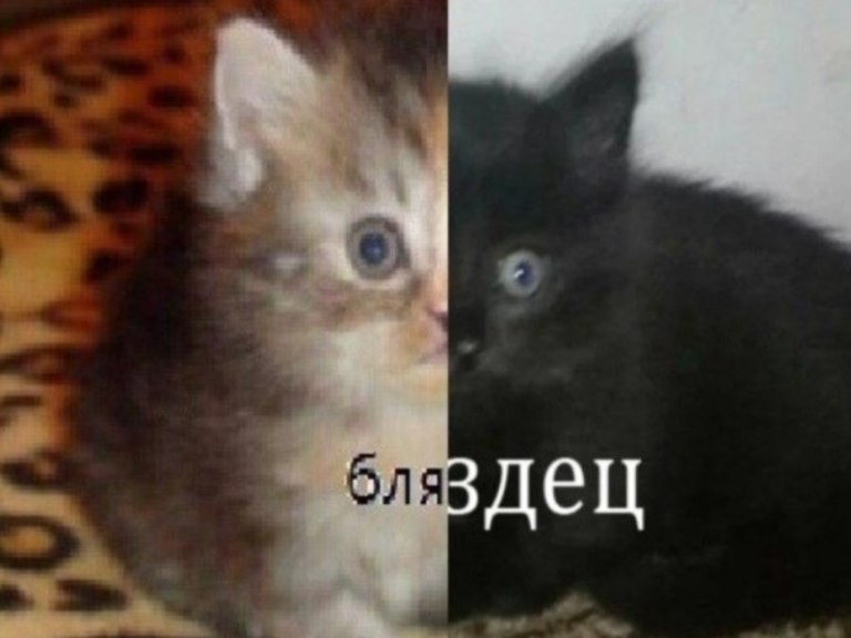Бляздец, ебляздец (матерный мем с котятами) - Memepedia