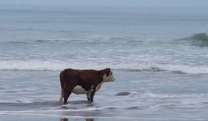 Корова смотрит на море