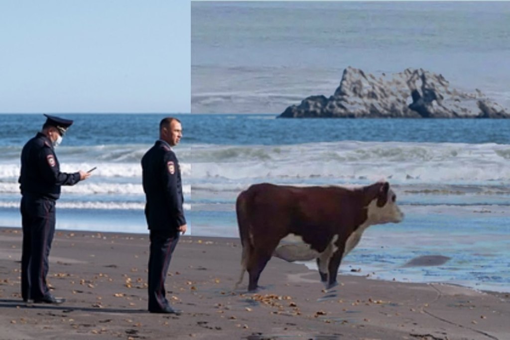Корова смотрит на море