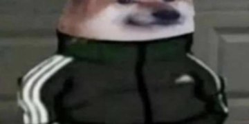 Собака в костюме Адидас