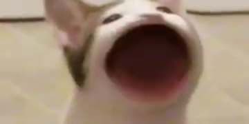 Кот широко открывает рот мем