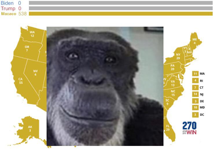Рак обезьяна 2024. Шимпанзе без ушей. Обезьяна без ушей Мем. Обезьяна без ушей, шимпанзе за компьютером. Ладно обезьяна Мем за компьютером.