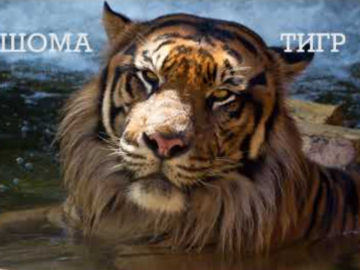 шома тигр вот как-то так