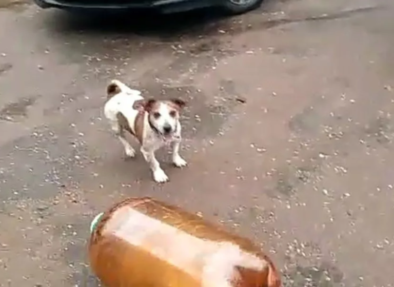 Популярное за месяц - - лучшие мемы месяца по версии Memepedia