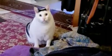 кот мяукает и кивает головой