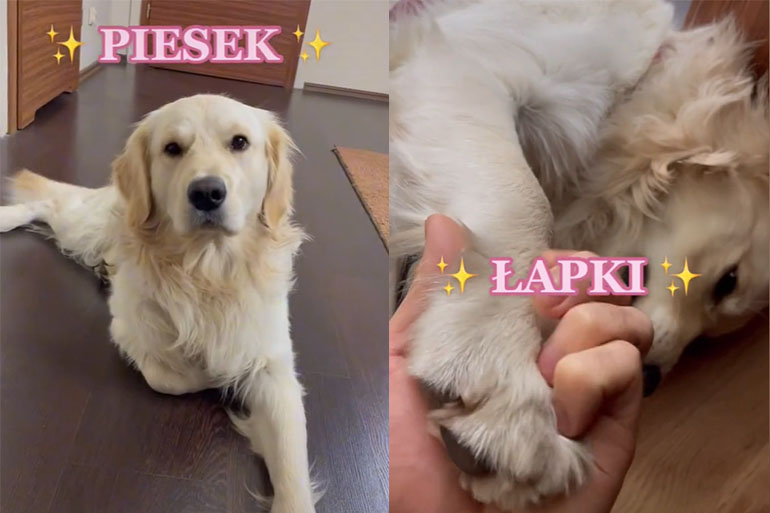 польская песня из тик тока про любовь