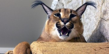 Большой Шлепа против войны