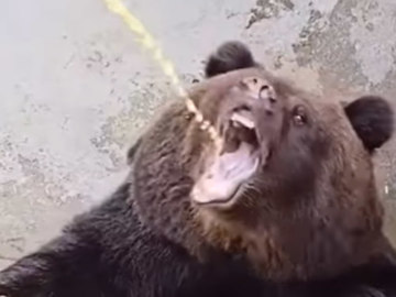 медведь пьет фанту мем