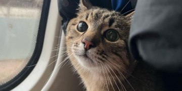 Мемный кот Степан стал беженцем