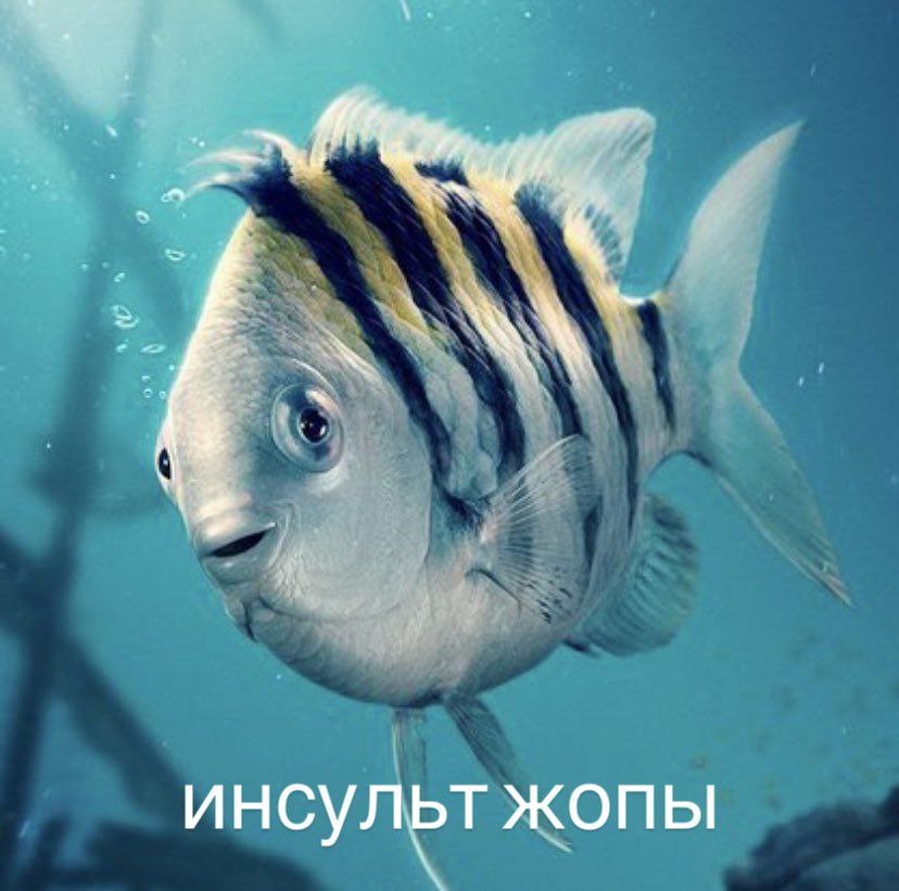 flounder meme