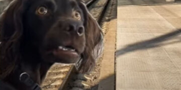 Испуганная собака (I'm listening dog, confused dog) - мем из Тиктока, в котором черная собака нервно оглядывается по сторонам. Используется в ситуациях, когда нужно показать растерянность.