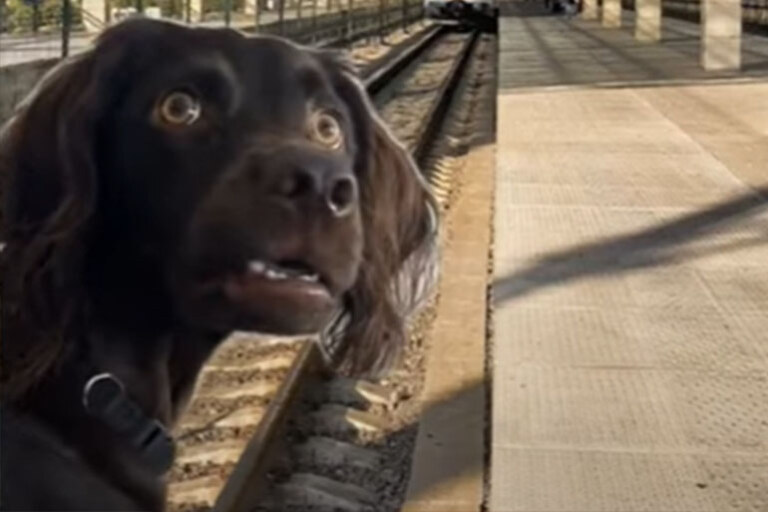 Испуганная собака (I'm listening dog, confused dog) - мем из Тиктока, в котором черная собака нервно оглядывается по сторонам. Используется в ситуациях, когда нужно показать растерянность.