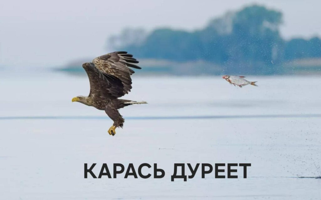 Карась дуреет