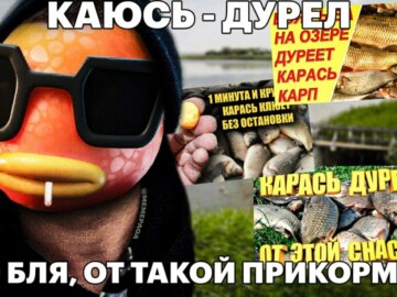 Карась дуреет