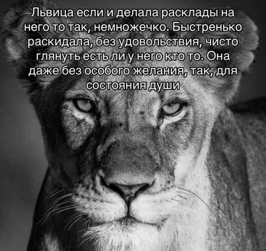 лев если и сосал