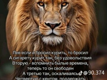 лев если и сосал