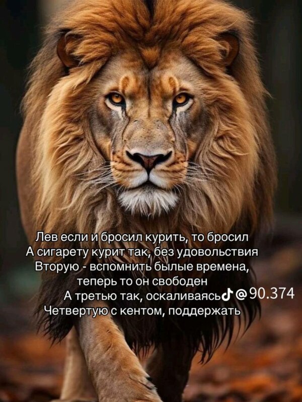 лев если и сосал