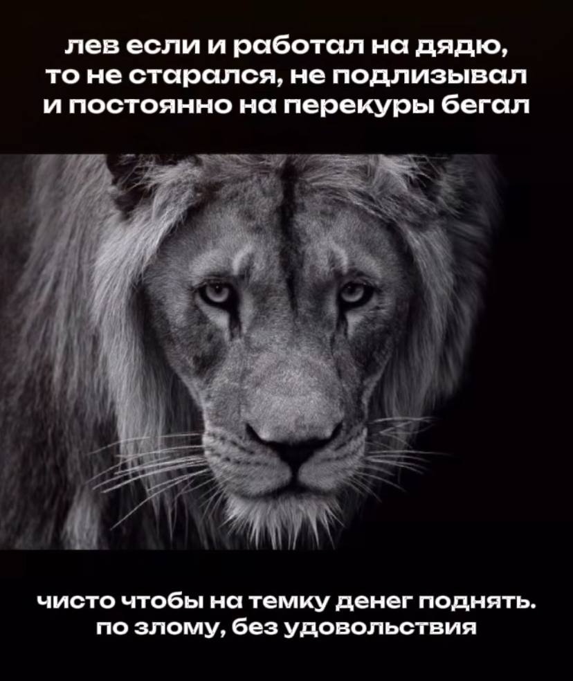 лев если и сосал